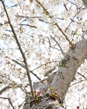 Cherry Blossoms, Tidal Basin, Washington D.C. - Canon EOS 20D - Digital - March 2011