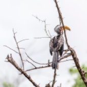 IMG_0041-Southern-Yellow-billed-Hornbill