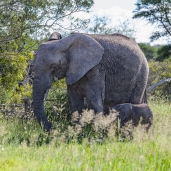 IMG_0463-African-Elephant