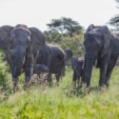 IMG_0464-African-Elephant