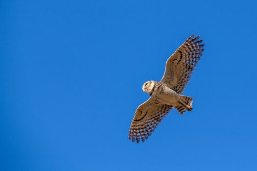 img_6236-burrowing-owl